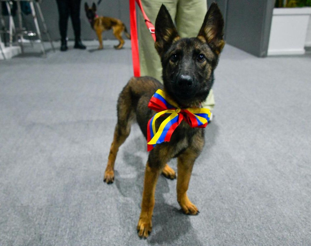 Los tres ejemplares entregados son cachorros de raza belga malinois. Foto: Gobierno de Venezuela